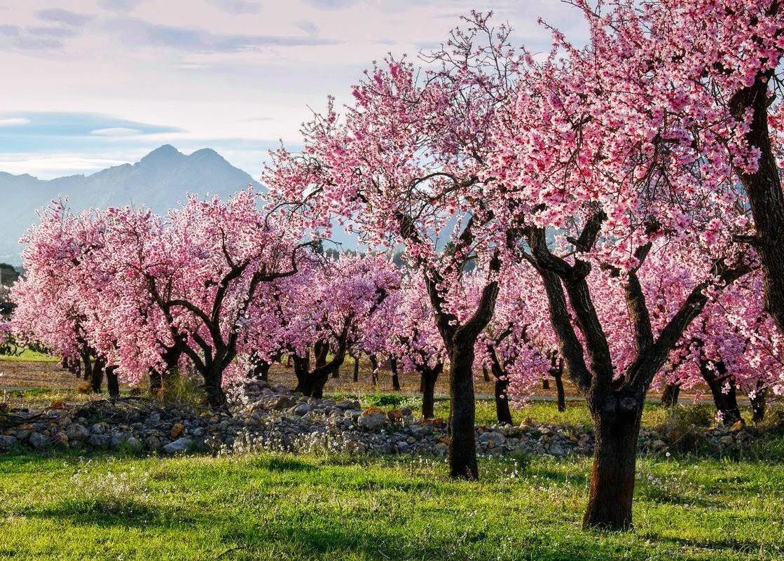 Миндаль -"майоркинская сакура"