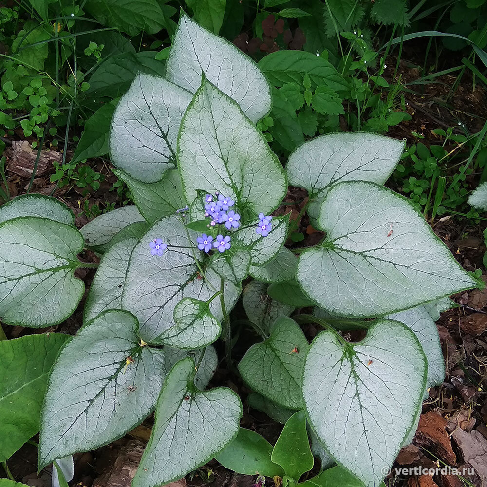 Бруннера в саду фото