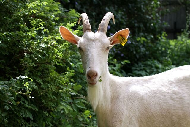 Самая молочная порода коз в мире Зааненская: описание и фото 🐐 | Моя скотинка | Дзен