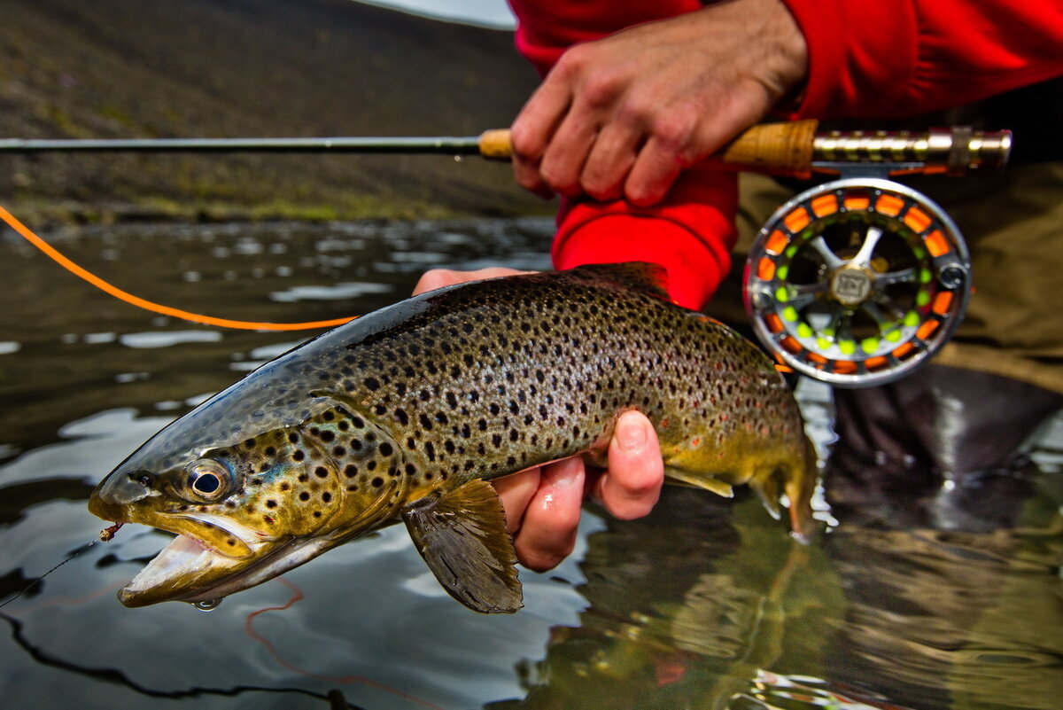 Фото из открытых источников..