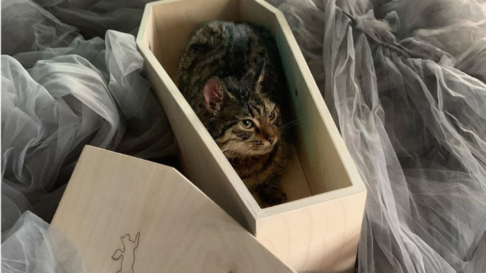 Из статьи "В Москве начали продавать гробы для кошек"