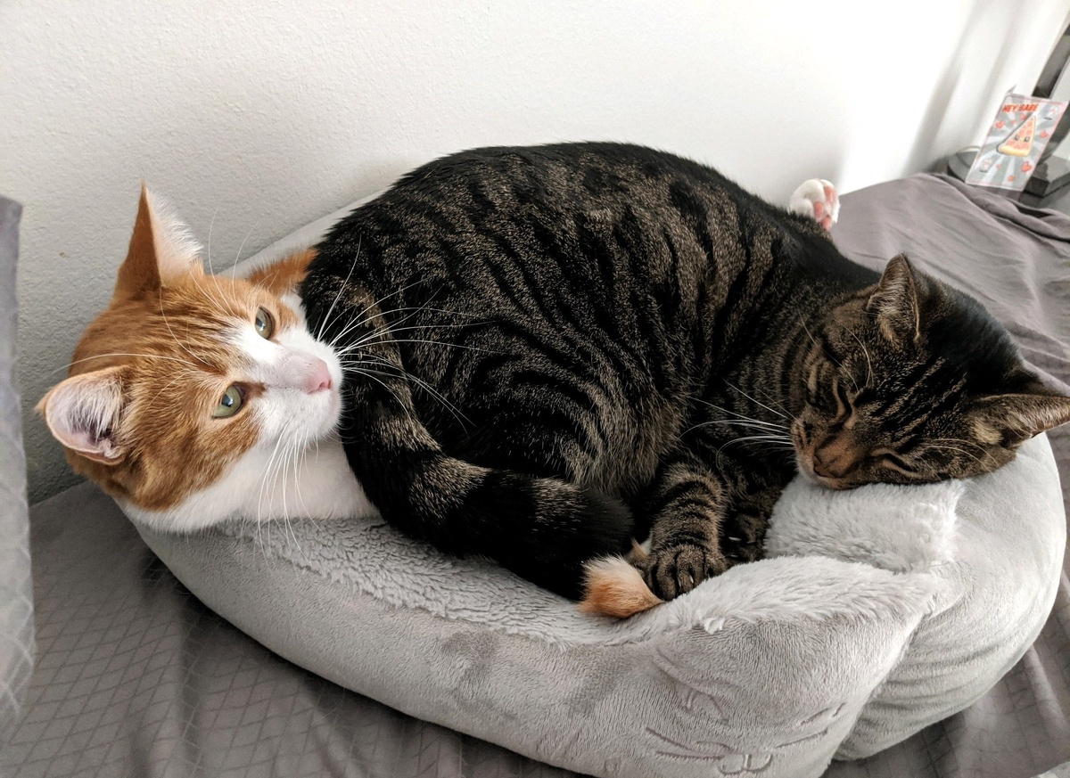 Источник фото: imgur.com