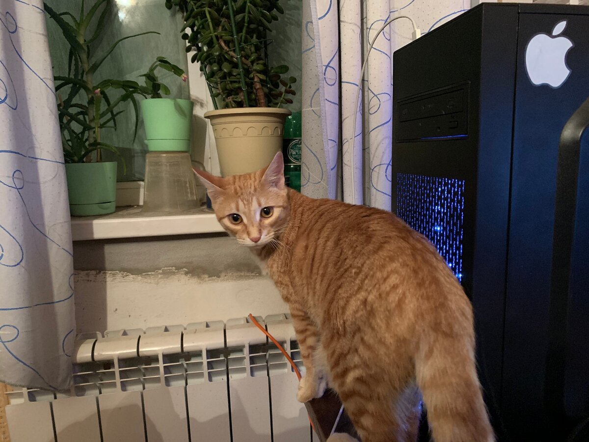 Масяня. сотрудник техподдержки