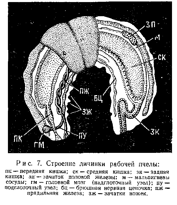 Личинка в запечатанной ячейке прядет кокон. Перед этим она выделяет в один из углов ячейки кал, накопившийся за весь период ее личиночной стадии. Крышечку кокона личинка плетет из тонких нитей стекловидного, застывающего на воздухе секрета прядильной железы. Стенки и донышки кокона состоят из секрета прядильной железы, выделений мальпигие-вых сосудов и клейких выделений тела личинки. Кокон вплотную прилегает к стенкам и донышку ячейки.