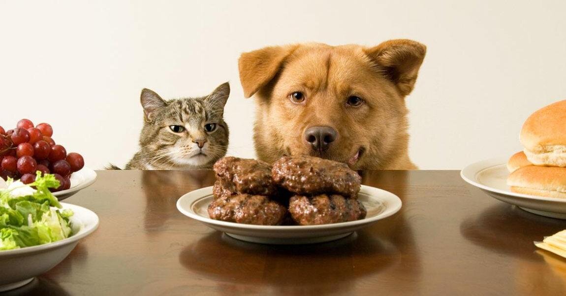 Терпеливые животные. Кошки и собаки приколы. Животные и еда. Кормление собак и кошек. Рацион собак и кошек.