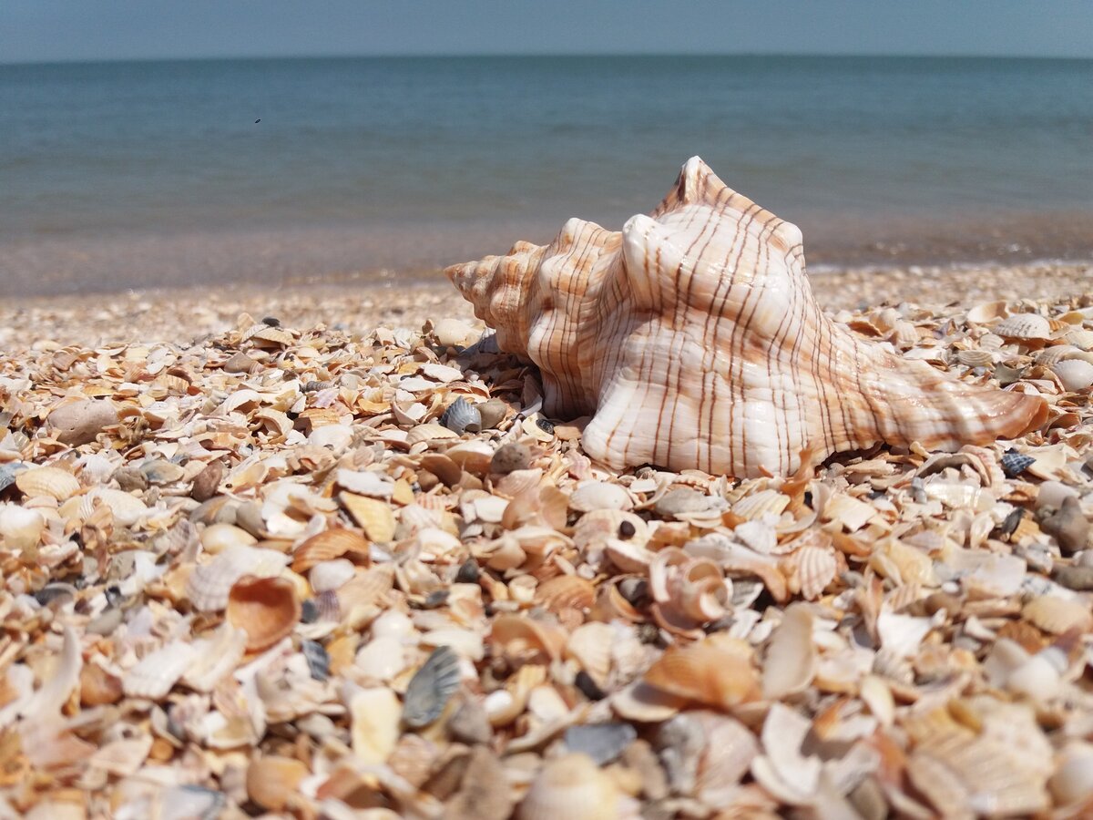 Ракушечный пляж на Азовском море