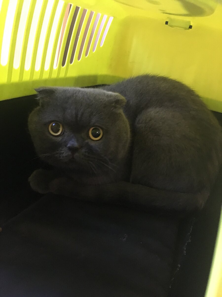 Моя любимка