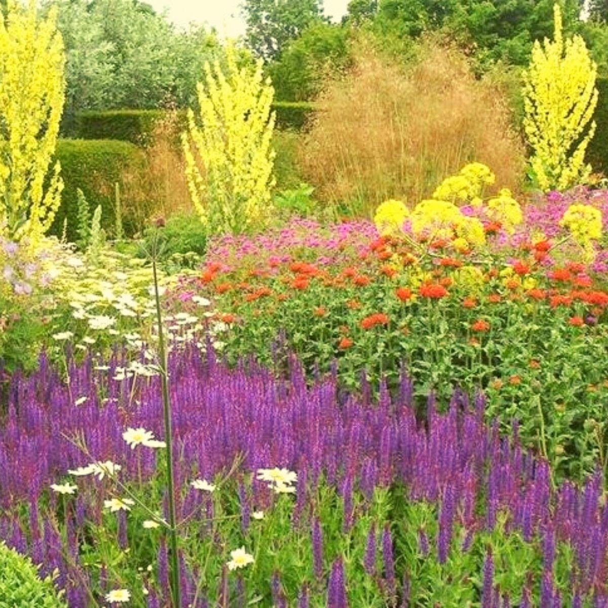 Многоколосник с цветами