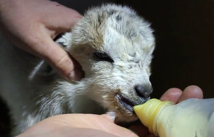 Кормление ягненка. Яндекс картинки.