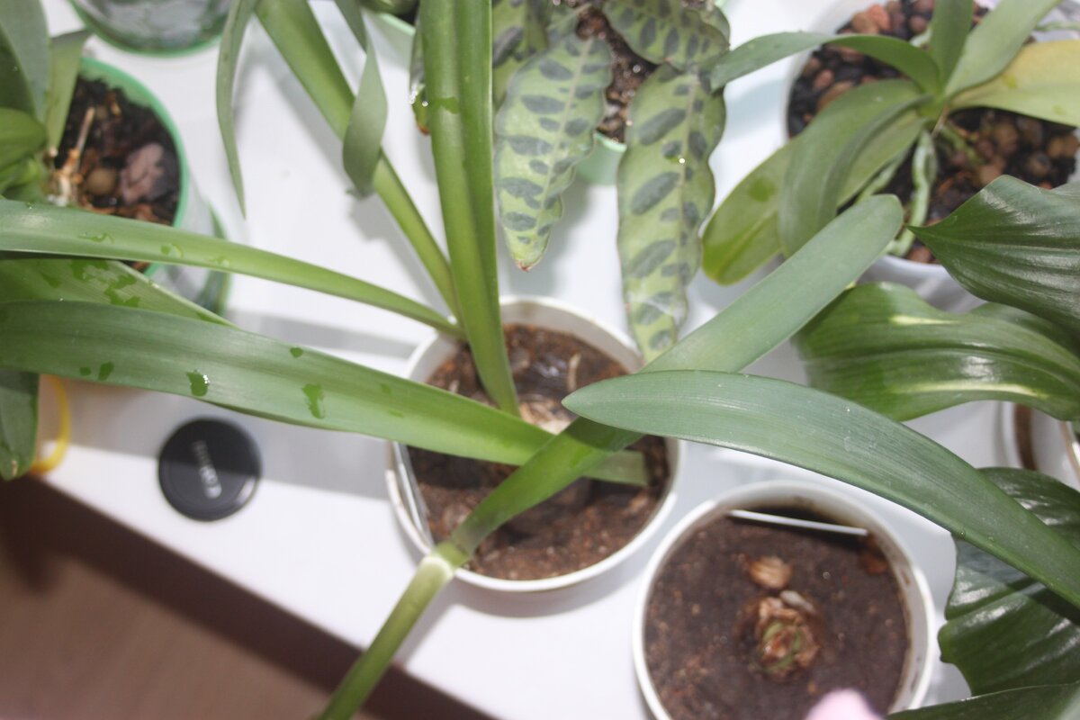 Детки деформировали небольшой горшок. А гиппеаструм, который виден справа (без листьев) еще, кажется болен, сухая кроющая чешуя у него красного цвета.