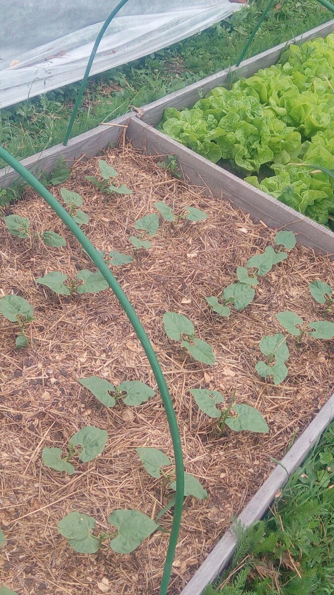 Замульчированная козьей подстилкой фасоль. 