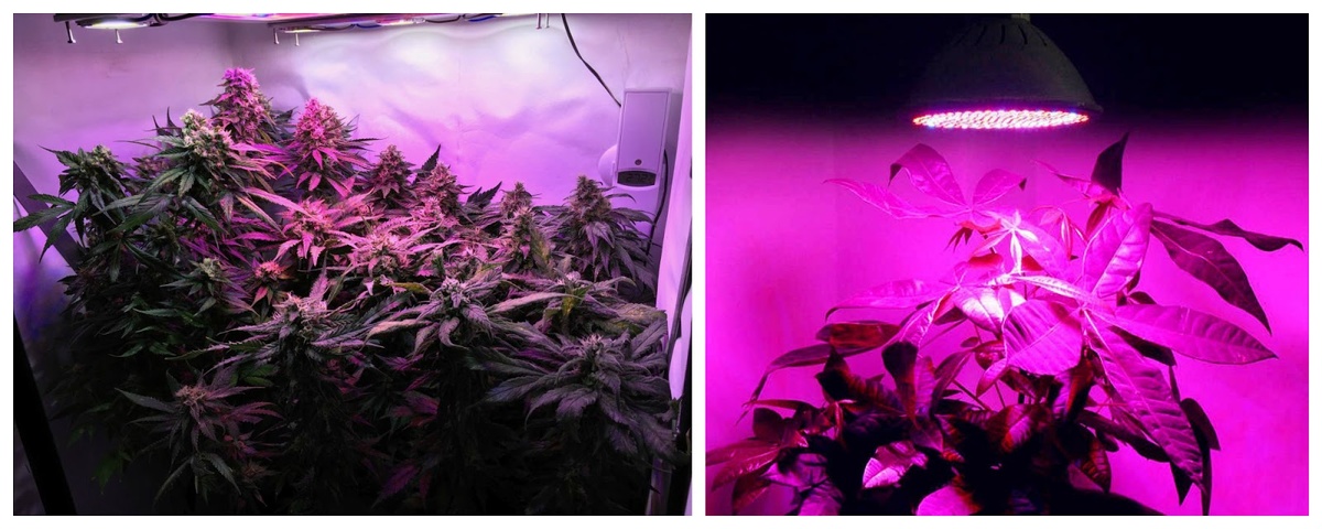 Фитолампа для комнатных растений