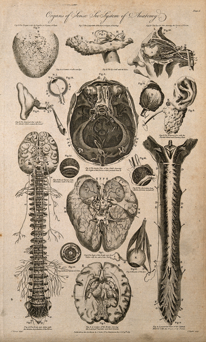 Анатомия чувств. Вся анатомия. Анатомия наших чувств. Анатомия чувств картинки.