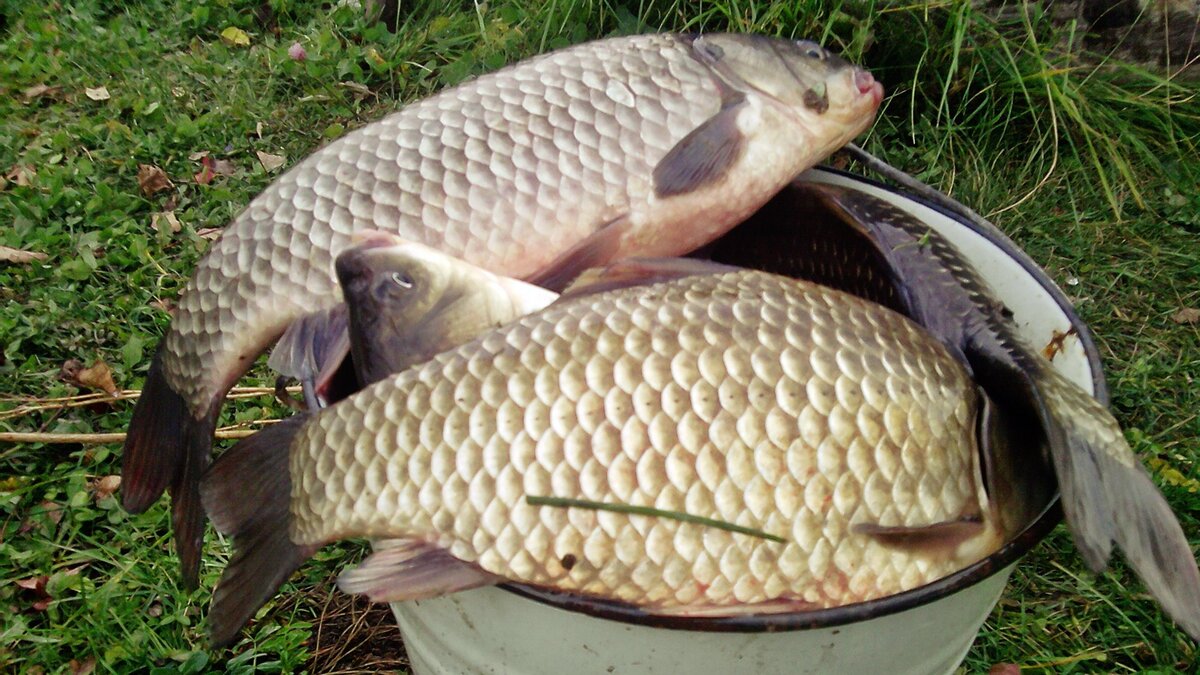 Караси ведрами