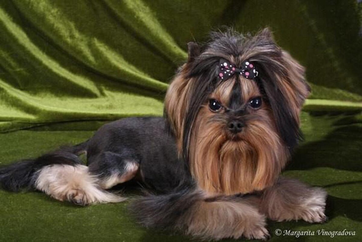 Наш красавец-папа. Весом 1600 и весь элитный. Выбирали поменьше, чтобы Милаша легко родила