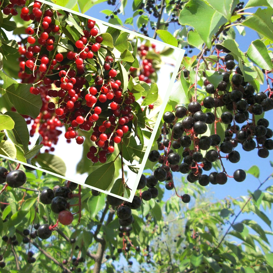 Ягоды черемухи могут быть и черными и красными, зависит от сорта. Красные обычно менее терпкие.