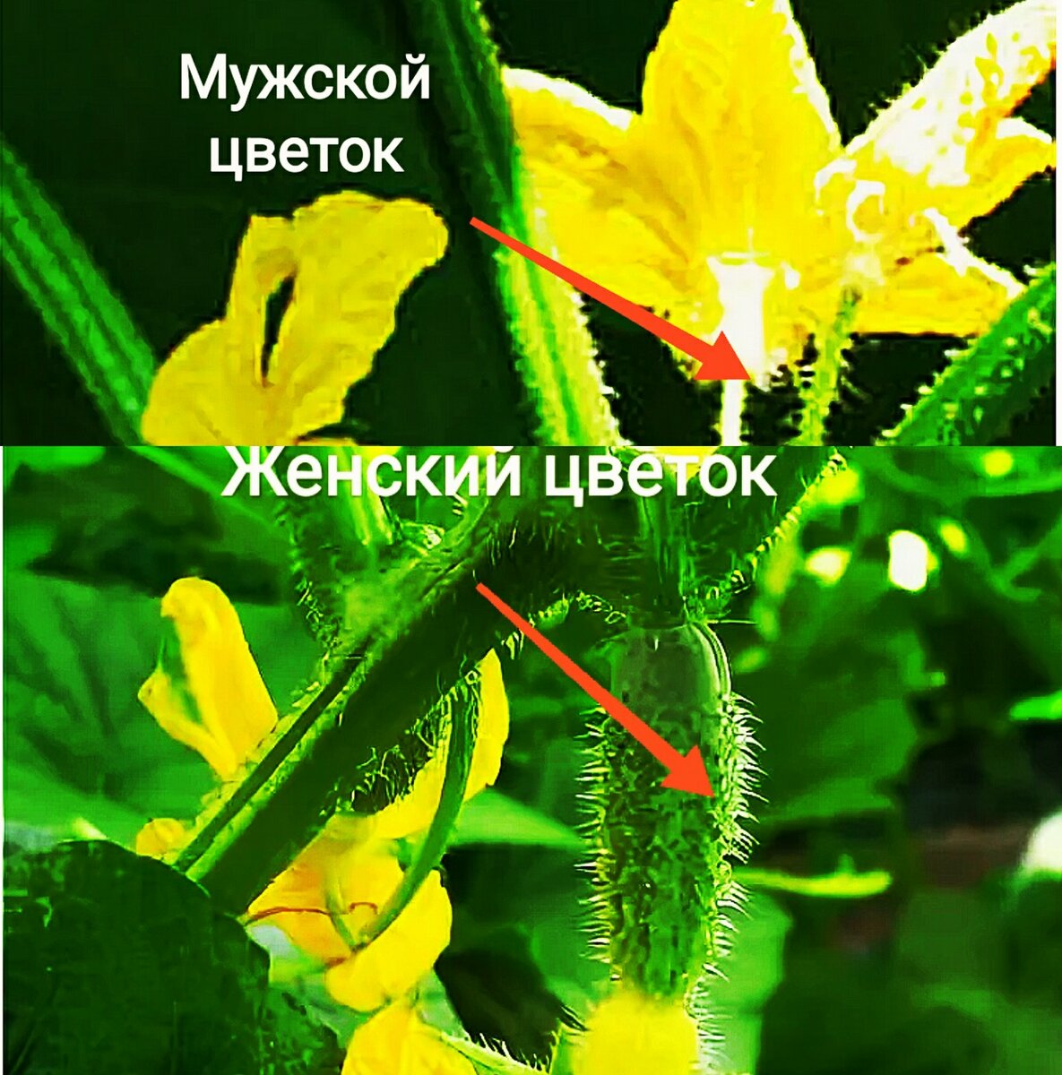 Мужской и женский цветок огурца