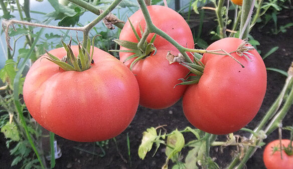 Минусинские шары розовые