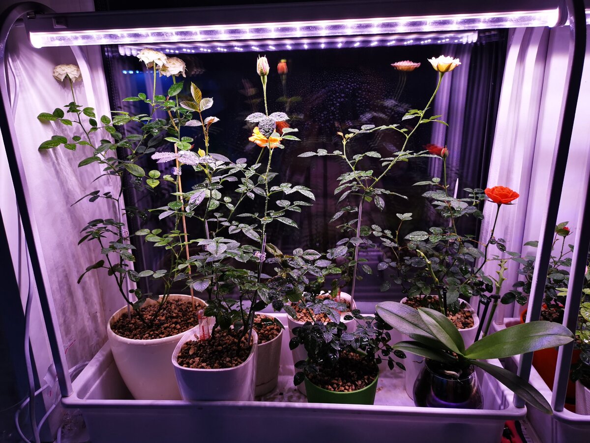 Прям модели, стройные и длинные) При покупке рост каждой из них был не больше 15см 