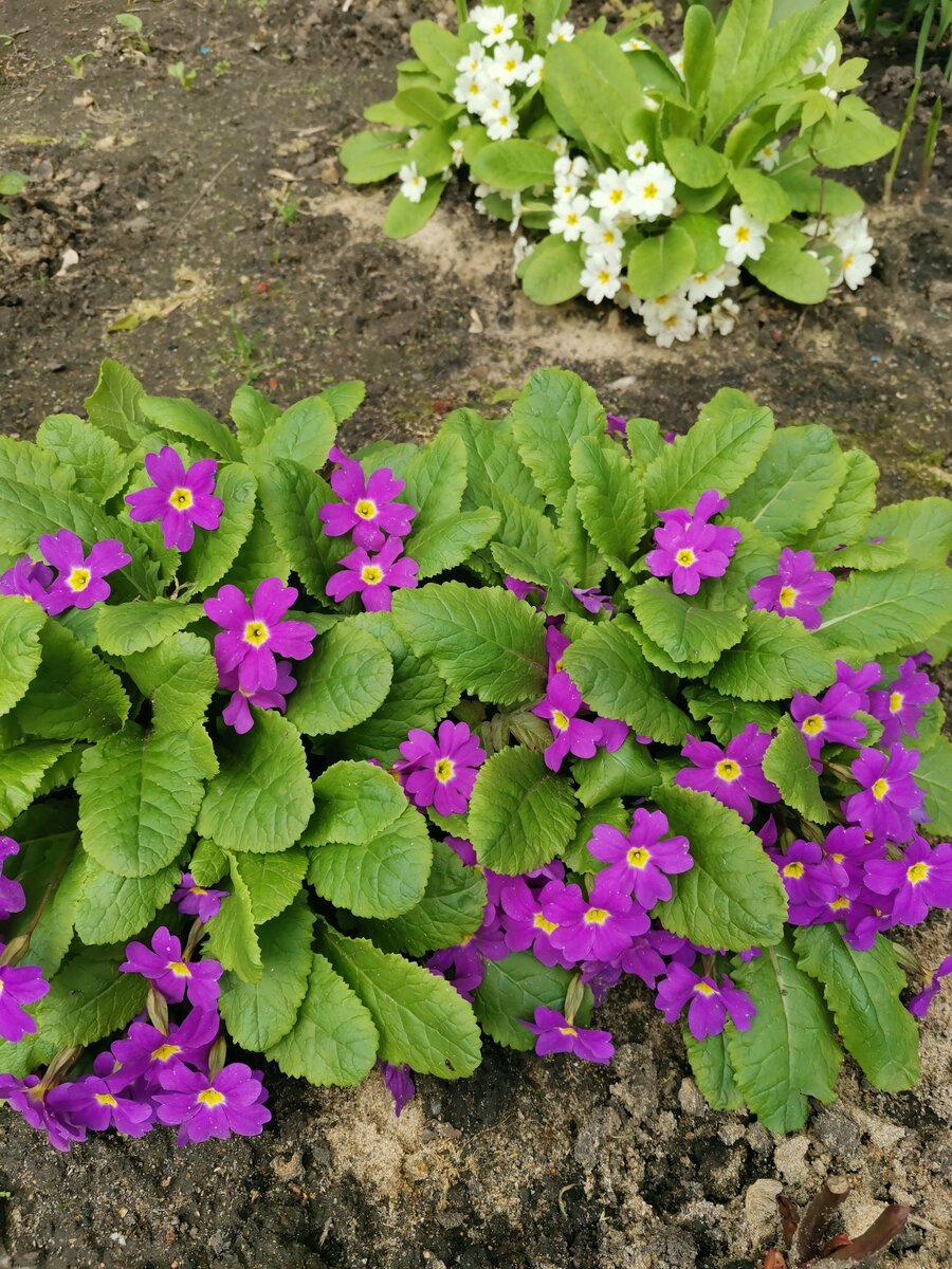 Прелестное растение!