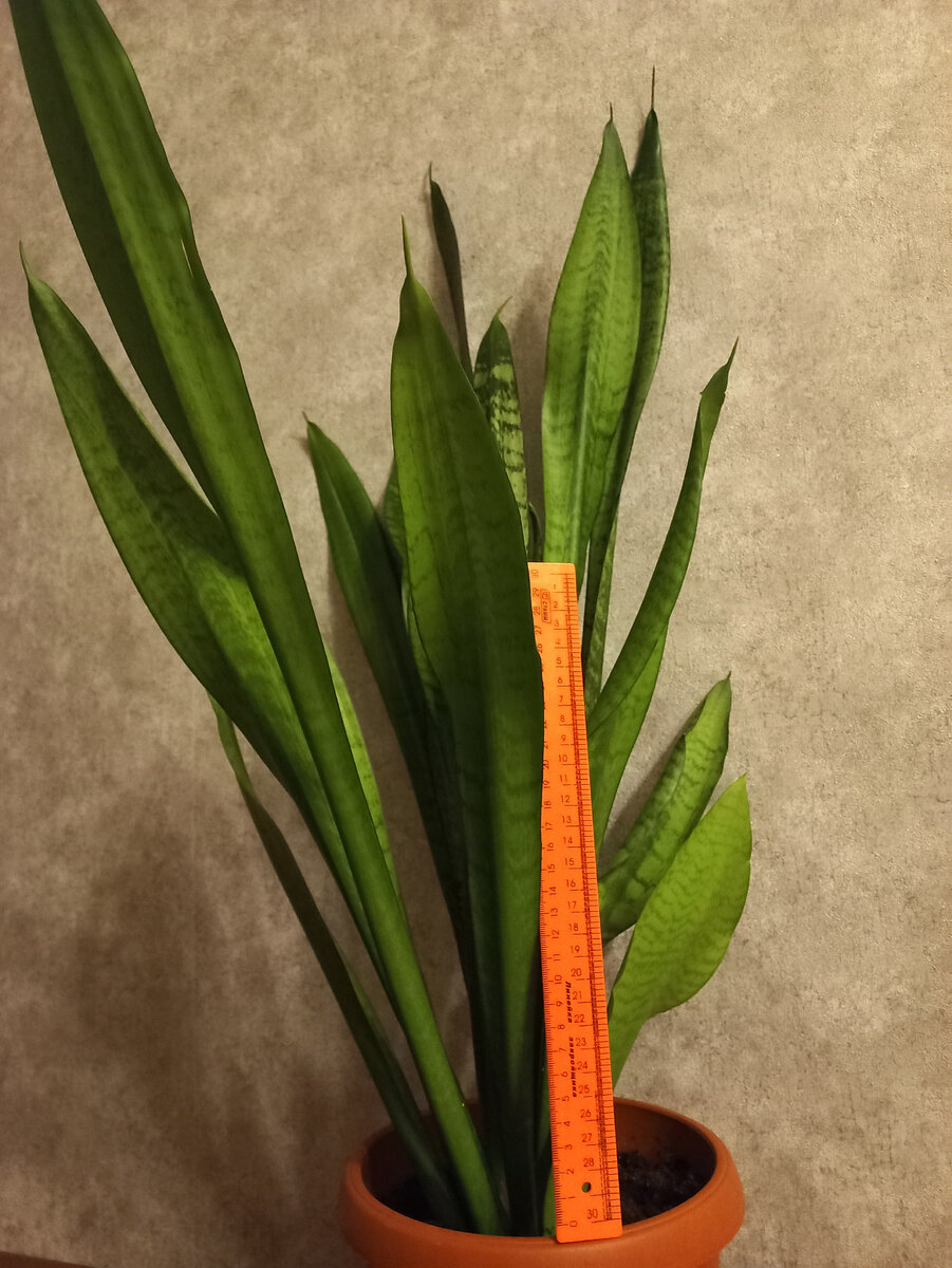 Линейка 30см. наглядно показывает какой цветок у меня в этот раз вырос высокий.