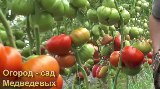 5 вкусных, салатных, крупноплодных сортов томатов