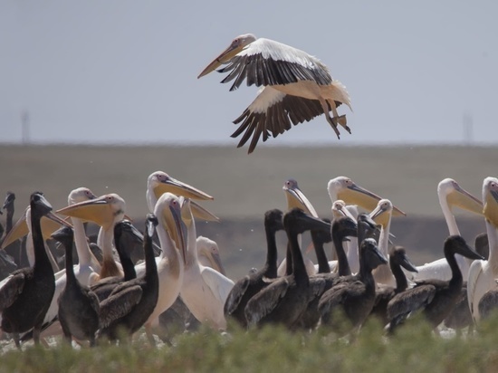     фото: заповедник "черные земли"