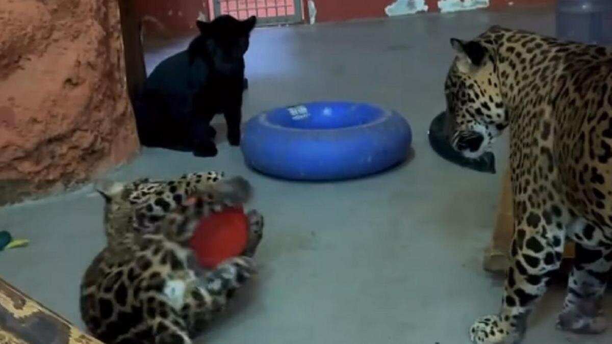    Ягуарята-двойняшки:instagram.com/almatyzoo