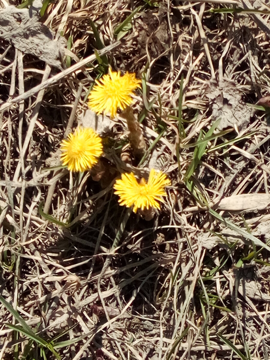Мать-и-мачеха в самом городе. Хорошо, что у файла дата есть. Это у нас 13 апреля.