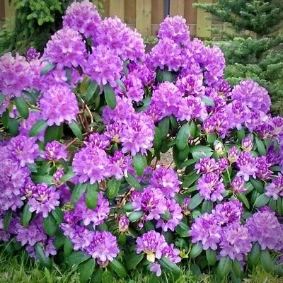 Рододендрон катевбинский Грандифлорум (Grandiflorum)