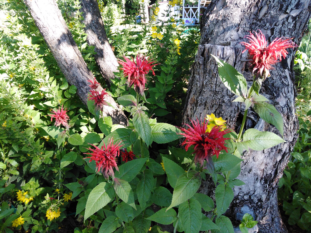 Крупные светло-зеленые матовые листья с легкой шершавостью