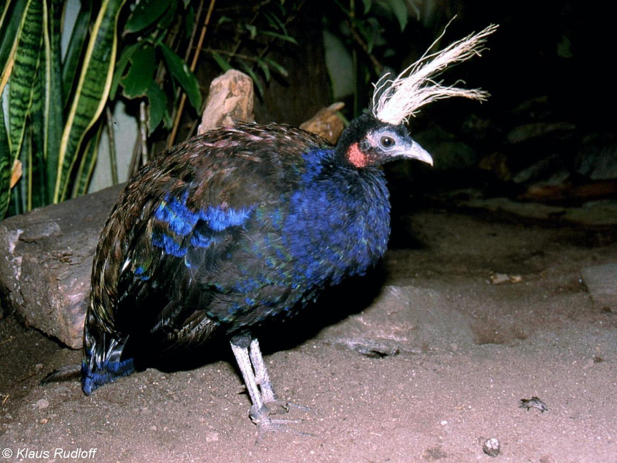 Африканский Павлин Afropavo Congensis