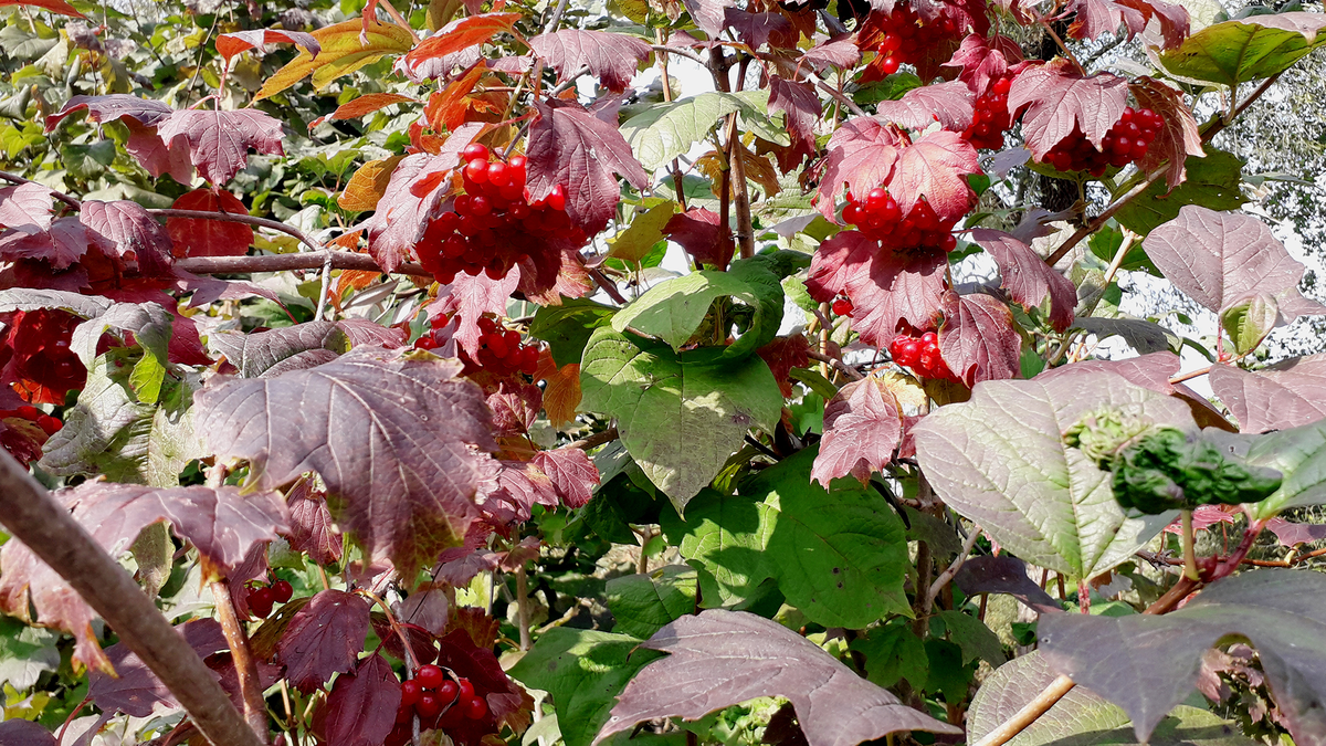 Куст калины красной