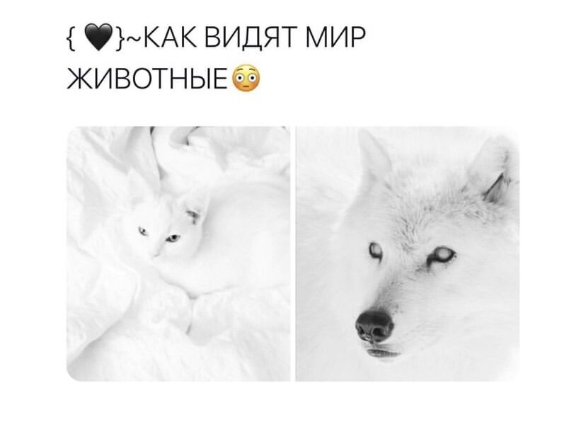 Как видят мир животные Глаза у животных устроены по-разному. У человека они расположены в глазницах, а у морских свинок — на кончиках пальцев.