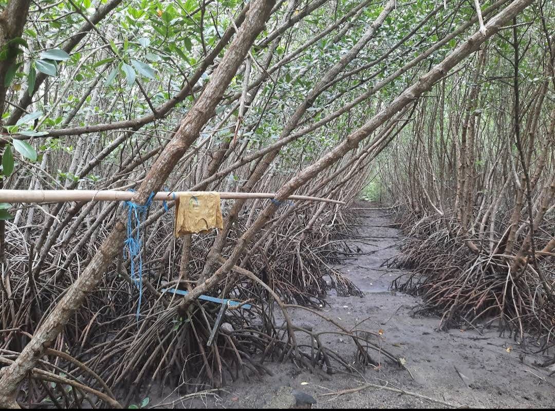 А это реальные фото мангрового леса в Денпасаре 2023 - печальное зрелище: листайте галерею