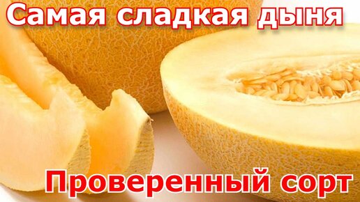 САМАЯ СЛАДКАЯ ДЫНЯ