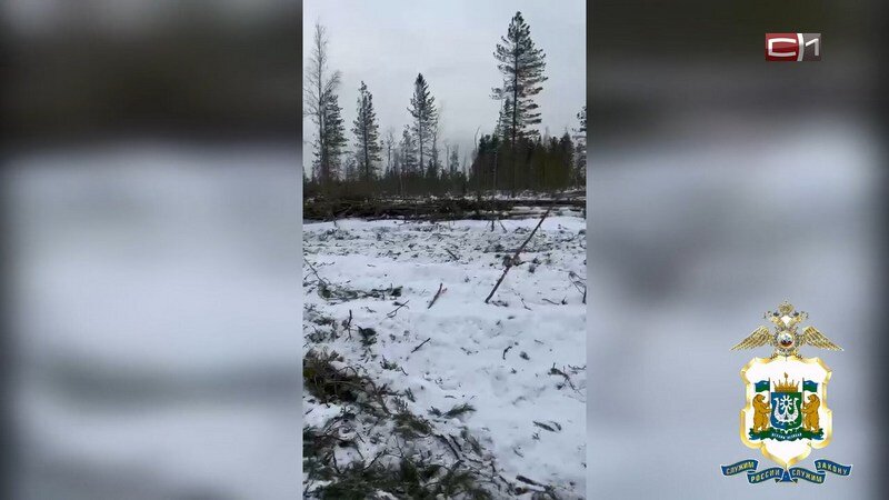    Предприятие в Югре незаконно вырубило участок леса ради наживы