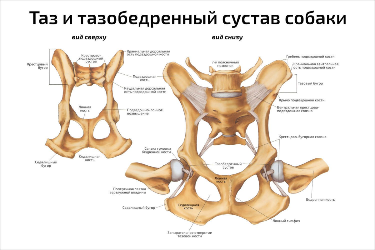 дисплазия у собаки симптомы и лечение фото