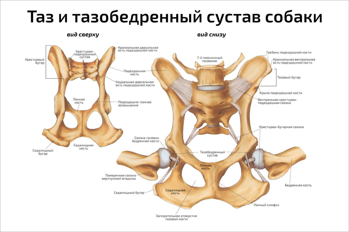 Дисплазия суставов у собак лечение. Тазобедренный сустав собаки анатомия. Строение таза и тазобедренного сустава. Анатомия костей таза собаки. Строение таза собаки.