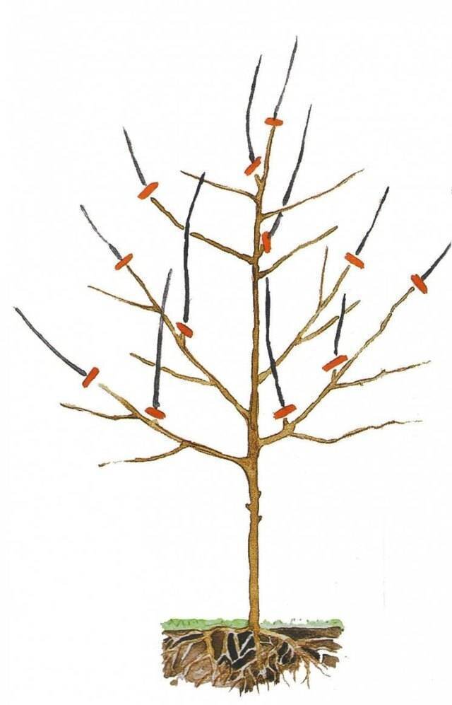 Фотография из открытых источников 