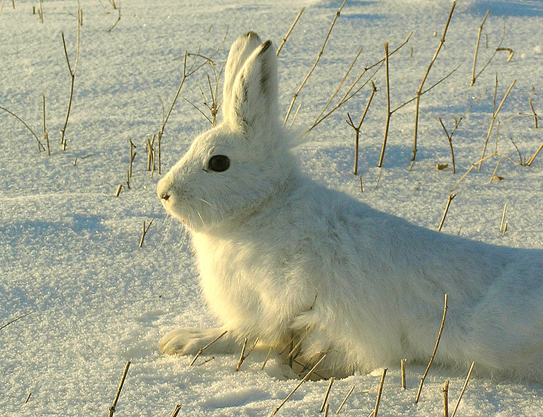 Заяц беляк фото животного