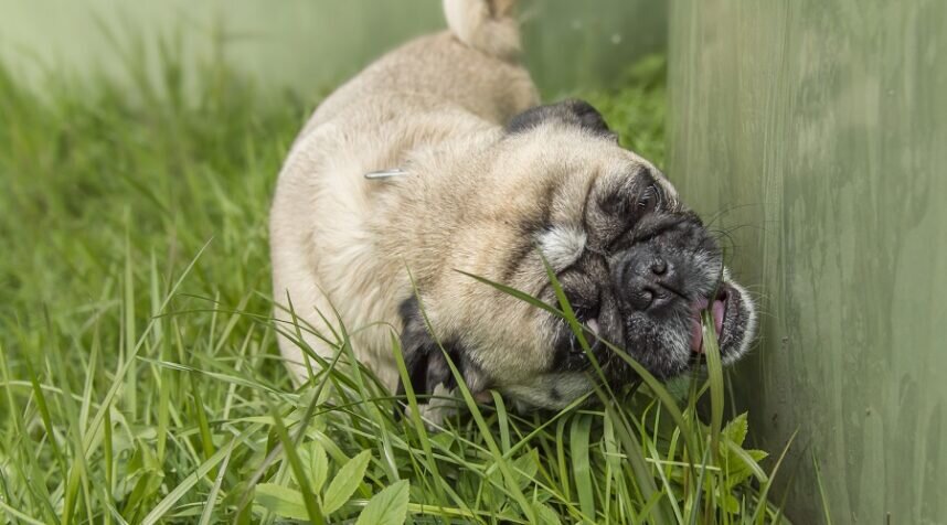 Многие собаки едят траву. Иногда они едят и проглатывают её или жуют и их потом тошнит. Никто точно не знает, почему они это делают, но есть несколько теорий.-2