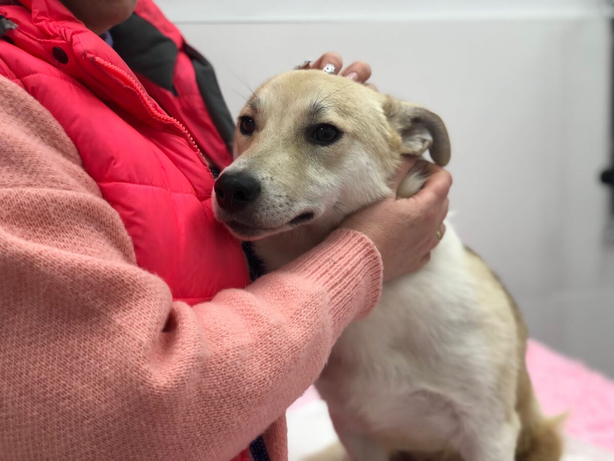 Наш инвалид Лапик 