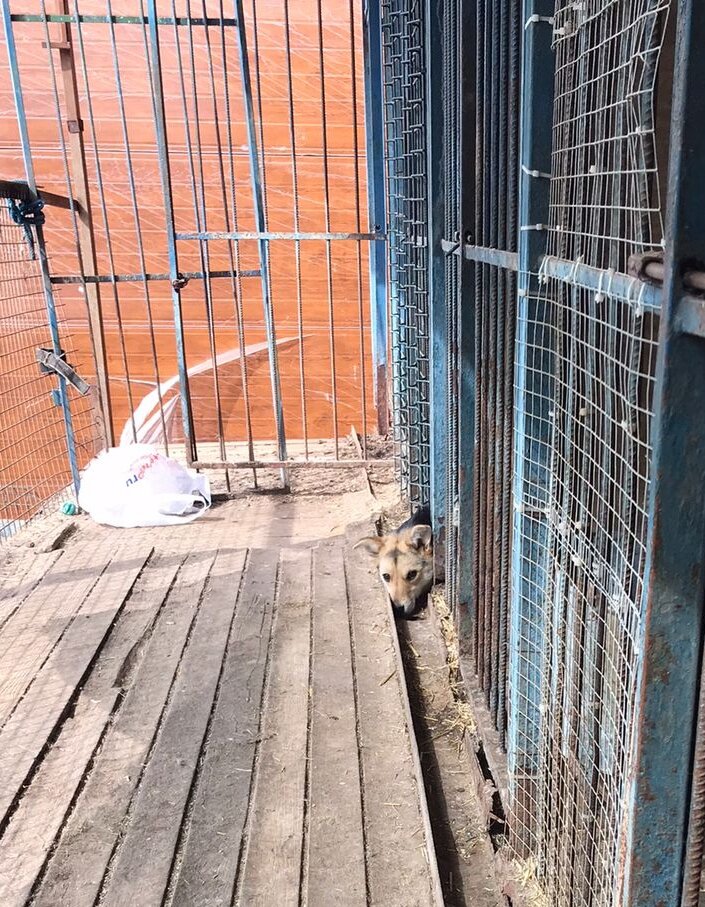 Лилибет проводит так все время в ожидании человека. Она так мала, что голова полностью пролезает между прутьями вольера.