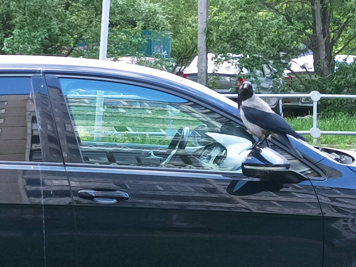 Ворона выбирает автомобиль