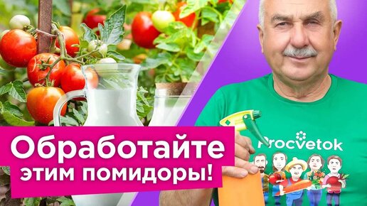 Вы забудете о болезнях и вредителях на томатах! Схема обработок томатов от посадки до сбора урожая