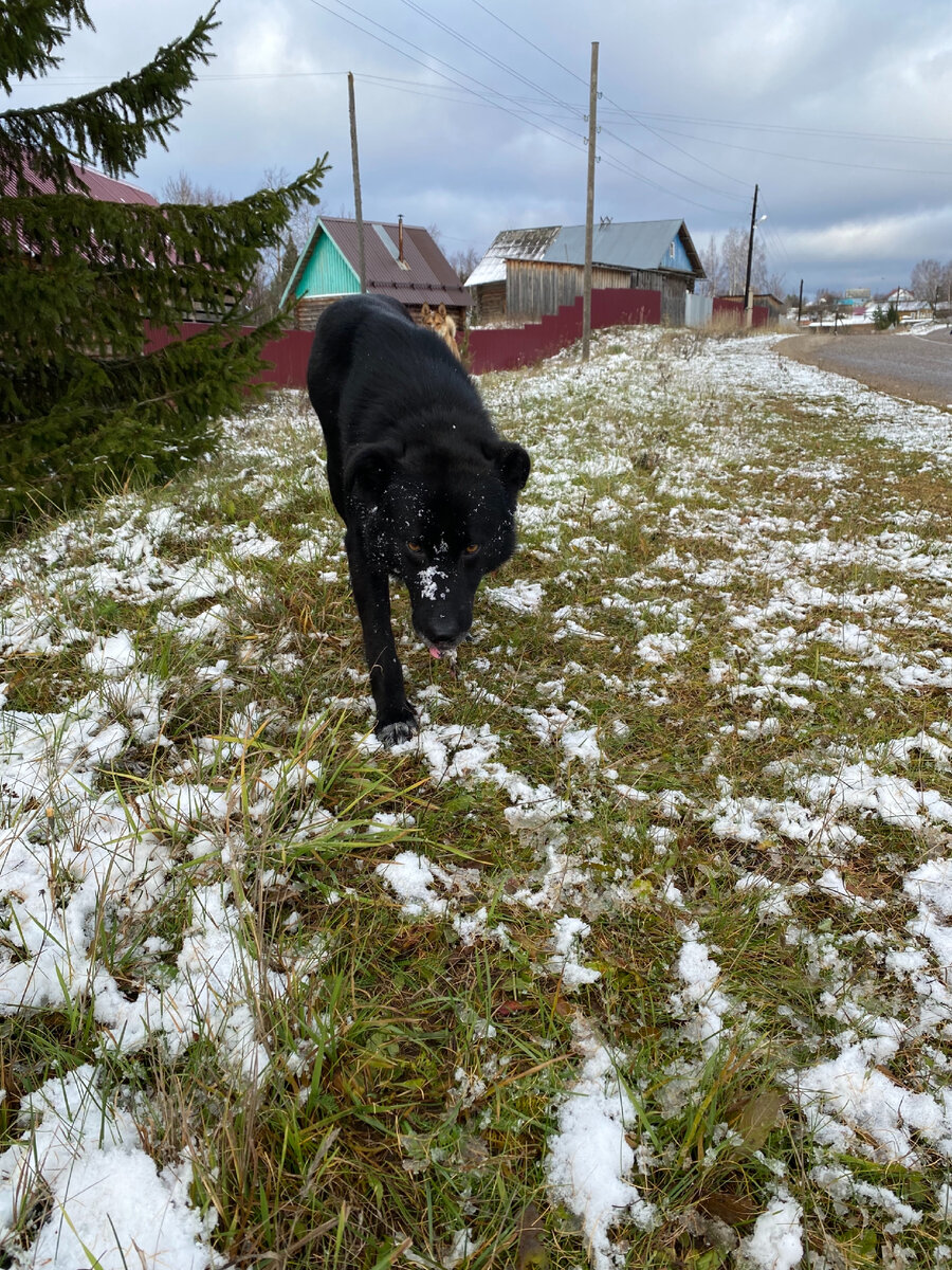 Наш деревенский гавгавкин🐕