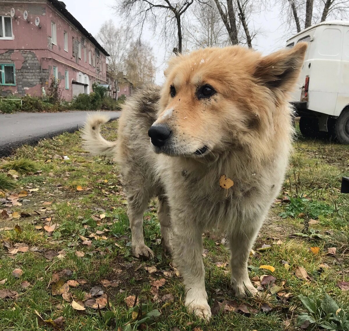 Джек после смерти хозяина .