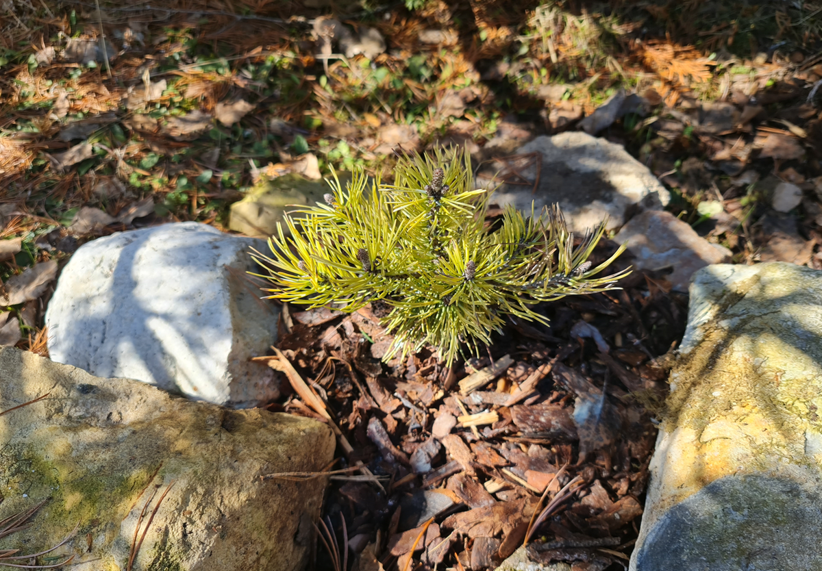 Сосна Десембер Голд после зимы