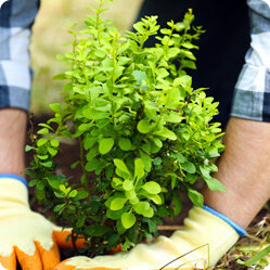 Прекрасный барбарис – посадка с весны до осени. Особенности использования в дизайне участка [Сад и Огород sadogorod]